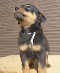 Rottweilerwelpen