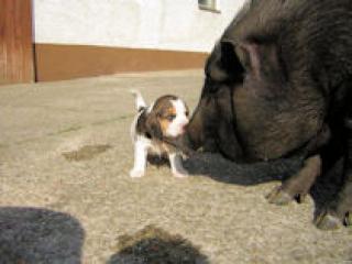 2 BEAGLEWELPEN SUCHEN FAMILIE