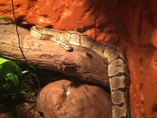 2 Königsphyton mit Terrarium umständehalber abzugeben