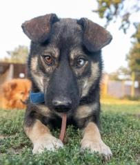 Elios ist ein freundlicher Familienhund mit tollen Augen