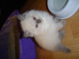 Süße Ragdoll Kätzchen