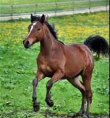Tinker-mix stute
