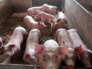 Strohschweine Mastschweine