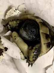 Griechische Landschildkröten abzugeben