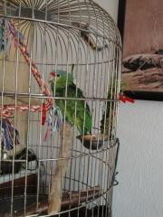 Gerlbwangenamazone mit Käfig