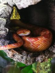 Verkaufe meine zwei kornnatter mit terrarium