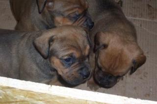 Rottweiler Bulldogmischling