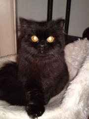 Süße Perserkatze sucht DICH