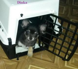 Chihuahua-Welpen vom Lahneburger Tal suchen ein Liebevolles Zuhause