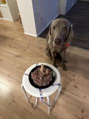Weimaraner Silber/Grau 5 Jahre alt ohne Papiere aber Reinrassig