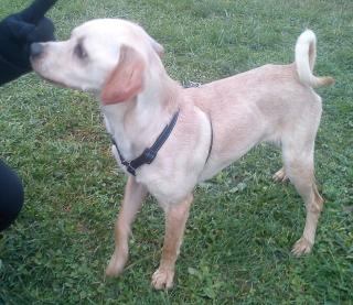 Lieber Chihuahua-Mischlingsrüde 1 J. sucht eigenes Zuhause