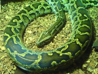 Tigerpython sucht neues zuhause