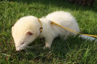 Frettchen Albino Rüde sucht neues schönes Zuhause