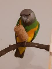 Mohrenkopfpapagei weiblich