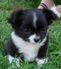 Chihuahuawelpen