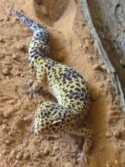 Leopard geckos mit terrarium und zubehör