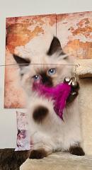 Wunderschöne Neva Masquarade Katze mit Stammbaum Sibirische Waldkatze