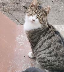 Kater in Krien vermisst Belohnung 1000 Euro