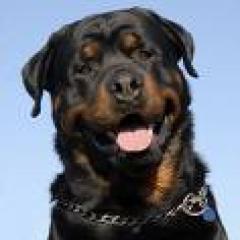 Ich pakko suche ein neues zuhause ich bin ein rottweiler und bin 2 jahre alt