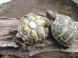 Griechische Landschildkröten Breitrandschildkröten