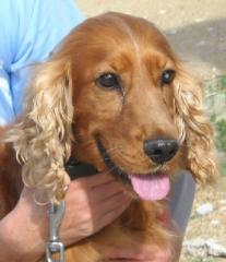 Henry, Cocker Spaniel Er hat 6 Jahre Elend hinter sich