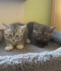 Nur noch 2 süße BKH Kitten suchen ab Anfang September ein neues zu Hause