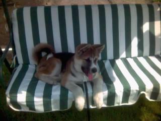 Akita Inu 6 Monate alt