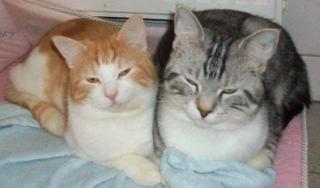 2 Maine Coon-Mix Kater suchen neues Zuhause