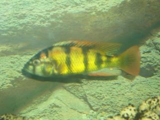 Haplochromis CH44 Thick Skin like abzugeben