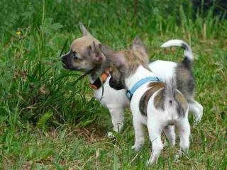 Süße Langhaar Chihuahuawelpen mit Papieren
