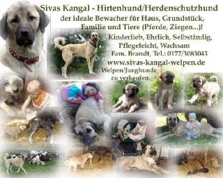 Sivas Kangal Welpen
