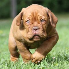 Bordeauxdoggen von Sankt Stephan