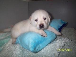 Labradorwelpen blond schwarz aus Familienzucht abzugeben