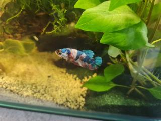 Betta Multicolor kampfisch waibchen