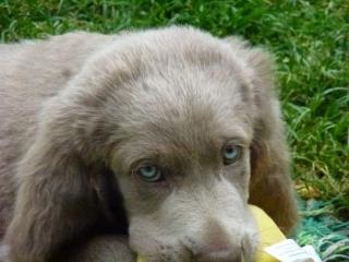 Weimaranerwelpen -langhaar