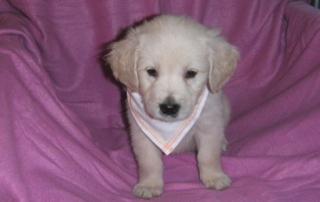 Ein kleines Goldbärchen GOLDEN RETRIEVER MÄDCHEN ist noch zu haben aus OBE
