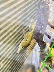 Madagaskar Tag Gecko