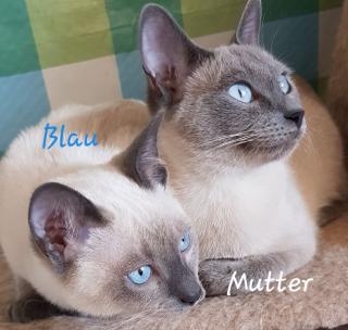 Siam / Thai Kitten Blue Point, Babys, Kätzchen. 1 Junge. Abgabebereit.
