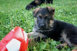 Langhaarschäferhundewelpen mit SV-Papieren zu verkaufen, Vater hat VA-Platzieru