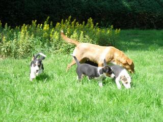 Bordercollie Podenco Mix Welpen Nur noch zwei der vier Welpen sind zu haben. , VB