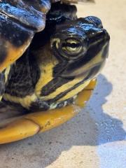 Wasserschildkröte Trachemys Scripta Scripta