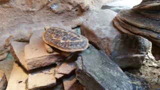 Malacochersus tornieri Spaltenschildkröte