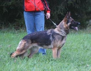 Schäferhundwelpen m. Pap. , robuste Leistungslinie