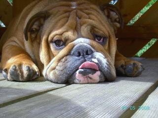 Englische Bulldogge, Zucht in Brandenburg / Cottbus hat Welpen