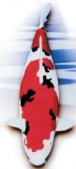 Koi u. a. Teichfische