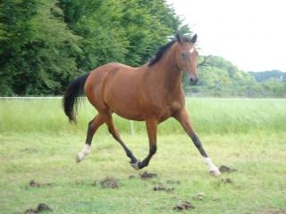 Elegante trakehnerstute