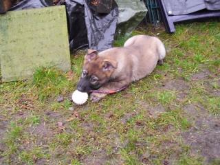 Typvolle Schäferhundwelpen 11 Wochen