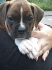 Boxerwelpe m VHB 470Euro
