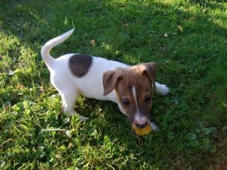 Bildschöne reinrassige Jack Russel Welpen zu verkaufen