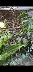 Chamäleon/ Pantherchamäleon/ Furcifer pardalis/ Nosy Faly